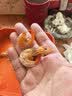 渤海湾盐田虾烤虾干大对虾干即食海鲜干货25年盐田烤虾源头工厂 大号烤虾干成对（7-9CM)250g(净重) 实拍图