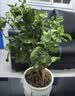 花翁新品长寿花盆栽带花苞重瓣大花苗阳台花卉绿植物室内好养源头直发 实拍图