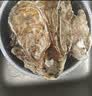 鲜京采鲜活生蚝3XL 净重5斤 13-18只 乳山牡蛎 烧烤清蒸 新鲜海鲜 贝类 实拍图