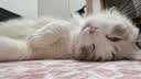 顽皮（Wanpy）混合口味猫罐头80g*24罐（汤汁型）出口级 猫咪零食果饭儿补水 实拍图