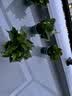 植男植女绿萝盆栽除甲醛新房绿植室内办公室吸甲醛净化空气植物源头直发 实拍图