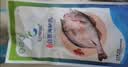 仙泉湖三去白蕉海鲈鱼1斤/条净膛刺少肉厚珠海特产500g海鲜水产生鲜食材 实拍图