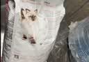 皇家猫粮 幼猫猫粮 幼猫奶糕 K36 通用粮 4-12月 10KG【宠物金选】 实拍图