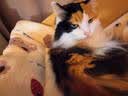 光多拉猫垫狗垫子60*40cm草莓小熊宠物猫窝睡垫四季猫咪北极绒棉毯子 实拍图