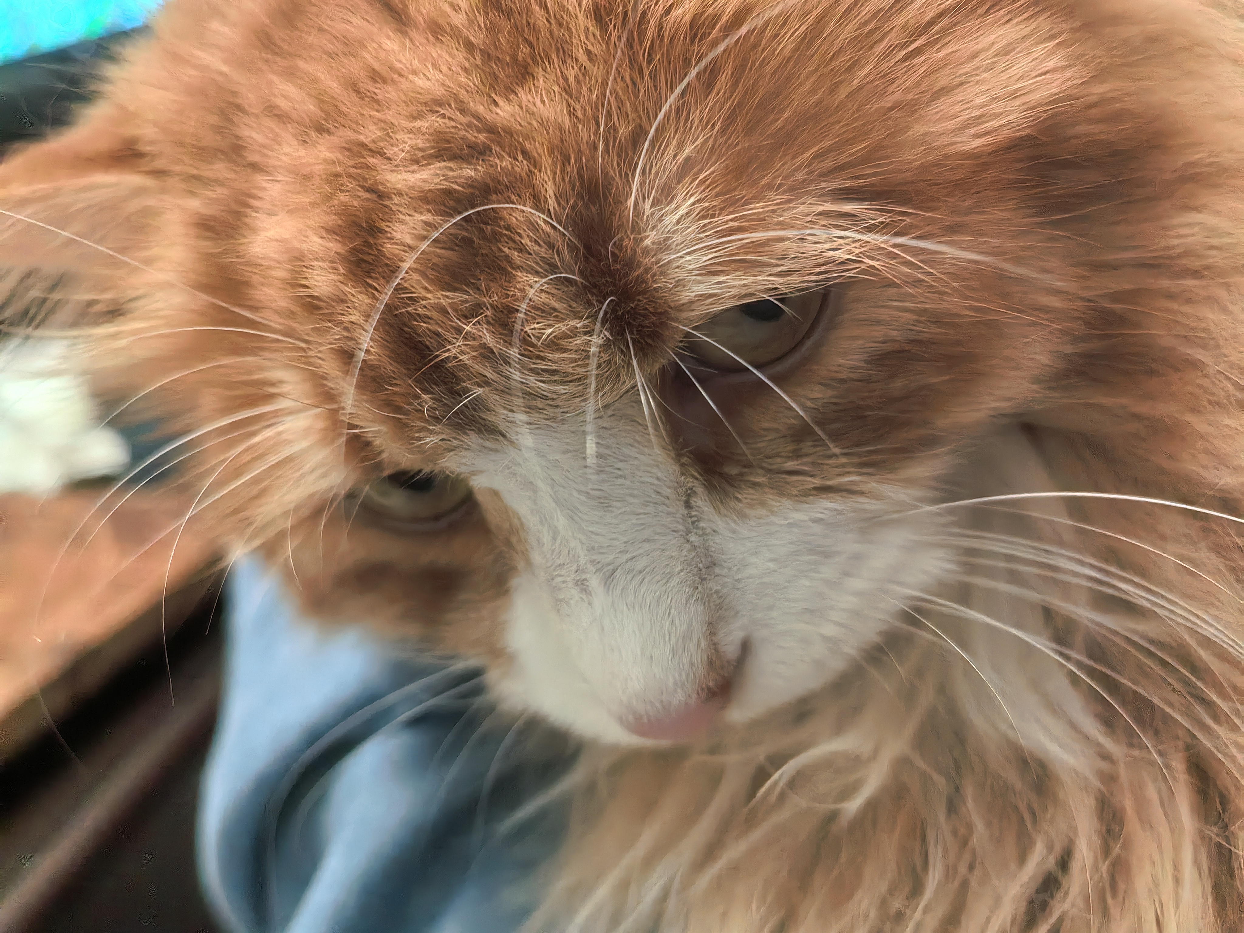 WEYES冻干鸡小胸500g桶装宠物猫狗零食肉干营养高蛋白适口性好 实拍图
