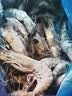 禧美海产鲜冻黑虎虾4斤 大规格21-25只/kg 超大单冻大虾 海鲜礼盒 实拍图