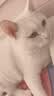 Wanpy顽皮欧一吸猫条猫零食湿粮流质成猫幼猫猫咪牛乳鲜了肉泥猫罐头 金枪鱼+虾仁 25支 实拍图
