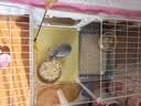 蔻丝全景兔笼子家用大空间带厕所荷兰猪豚鼠侏儒兔少越狱京东自营 实拍图