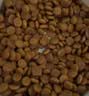 皇家猫粮 挑嘴成猫猫粮 高适口性 EF38 通用粮 12月以上 4KG 实拍图