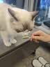 朗诺 RANOVA 猫零食冻干棒棒糖3支装（麦苗/南瓜/蔓越莓） 实拍图
