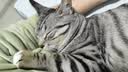 好主人（CARE）金装好主人猫粮无谷猫粮全价成猫通用80%含肉量10kg【宠物金选】 实拍图