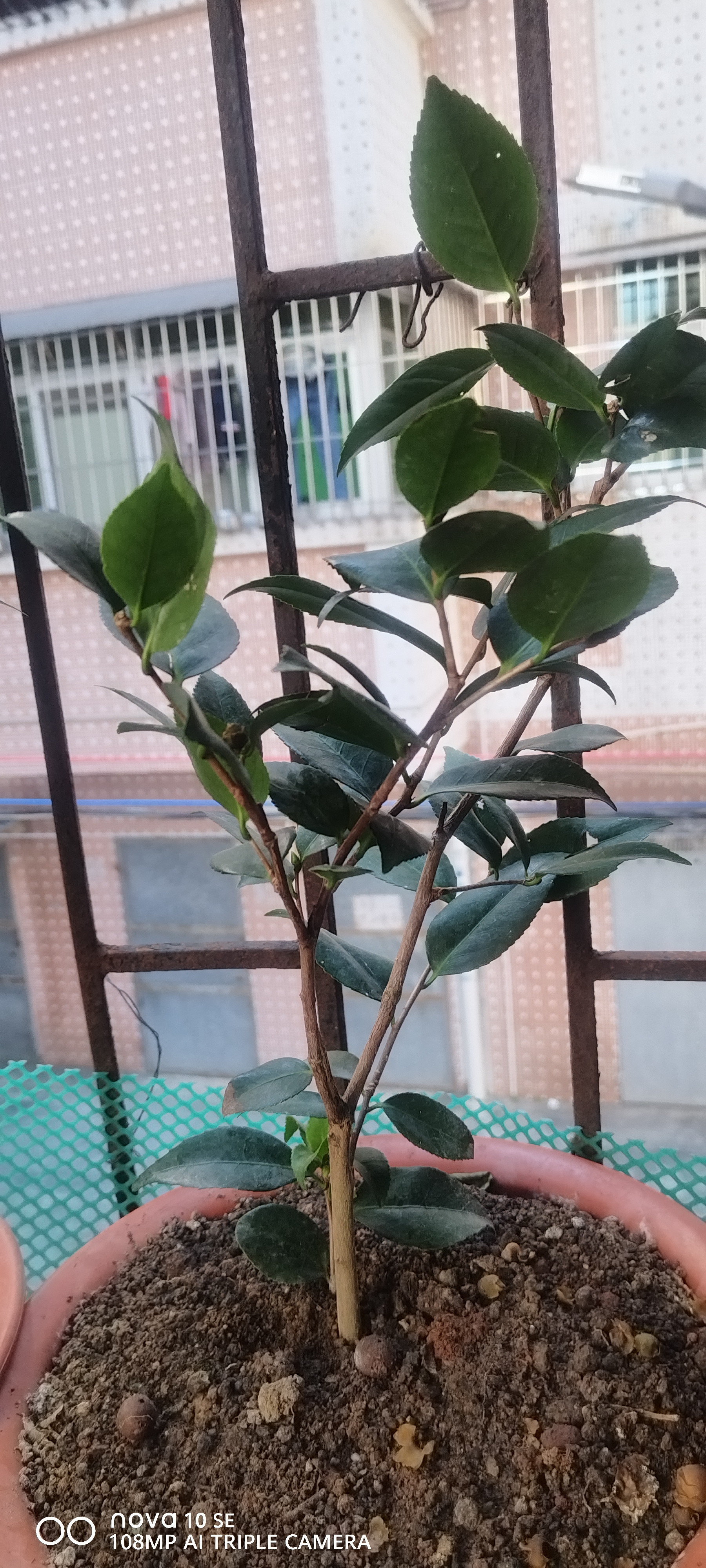 御卉阁茶花盆栽带花苞四季开花室内阳台好养浓香型山茶花树苗花卉绿植 五色赤丹(强力推荐) 5年苗花苞多多 实拍图