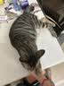 素力高（SolidGold）猫粮金素鸡 成猫幼猫进口高蛋白12磅/5.44kg 实拍图
