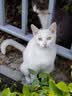品卓猫儿嘻 全价猫粮 鸡肉牛肉配方成猫幼猫通用蓝猫英短 布偶猫粮 全新升级【鸡肉口味】全价猫粮20斤 实拍图