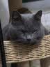 皇家猫粮 室内成猫粮 I27 通用粮 12月以上 2KG 实拍图