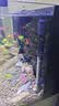 森森鱼缸水族箱加热棒自动恒温防爆乌龟缸加温棒小型鱼缸加热器300W 实拍图