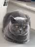皇家猫粮 英短成猫粮 BS34 通用粮 12月以上 2KG【宠物金选】 实拍图