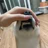 KOJIMA日本宠物牙膏狗狗猫咪牙刷猫咪刷牙洁牙宠物牙齿清洁用品奶香味 【推荐】犬用刷牙套餐 实拍图