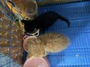 格吾安【双11现货】猫罐头猫主食罐成猫全价猫湿粮稀有肉混合味85g*4 实拍图