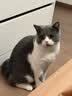 皇家猫粮 幼猫猫粮 幼猫奶糕 K36 通用粮 4-12月 2KG 实拍图
