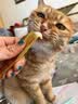 多特思高肉含量全价主食猫条成猫幼猫湿粮防掉毛小金条随机口味15g*5条 实拍图