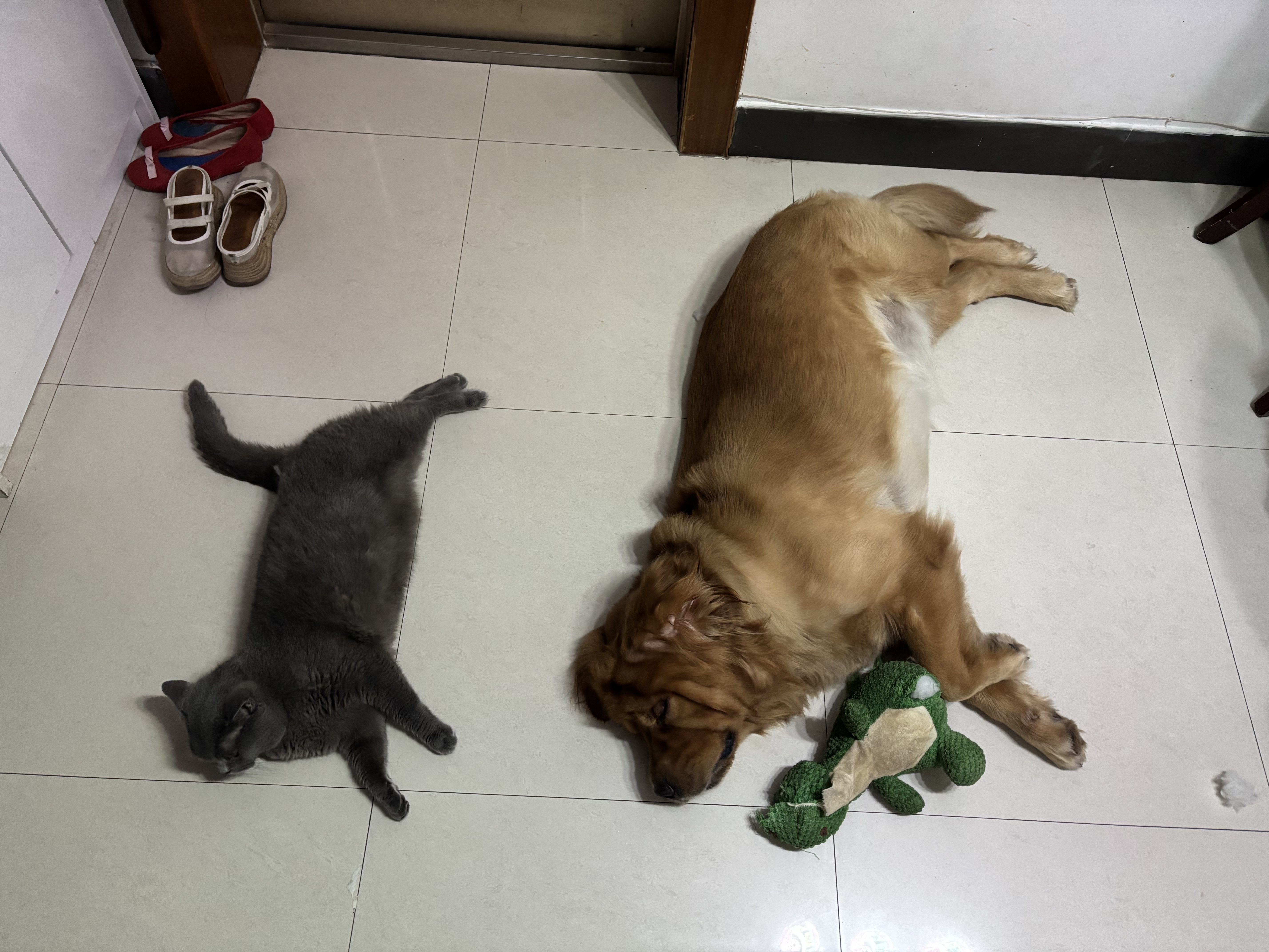 派迪诺宠物狗狗猫咪蓝莓叶黄素片 明目亮眼改善泪痕营养补充剂 300片/瓶 实拍图