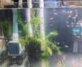 森森（SUNSUN）耀蓝鱼缸水泵小型潜水泵过滤泵抽水泵YQP-1000 15W 实拍图