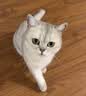 麦富迪猫粮 超肉粒冻干双拼成猫粮美毛护肠胃 三文鱼2kg 实拍图