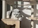 皇家（ROYAL CANIN）泌尿道处方猫粮MUC34情绪舒缓稀释尿液减少结石再生成猫1.5KG*2 实拍图