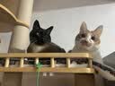 皇家猫粮 挑嘴成猫猫粮 高适口性 EF38 通用粮 12月以上 10KG 实拍图
