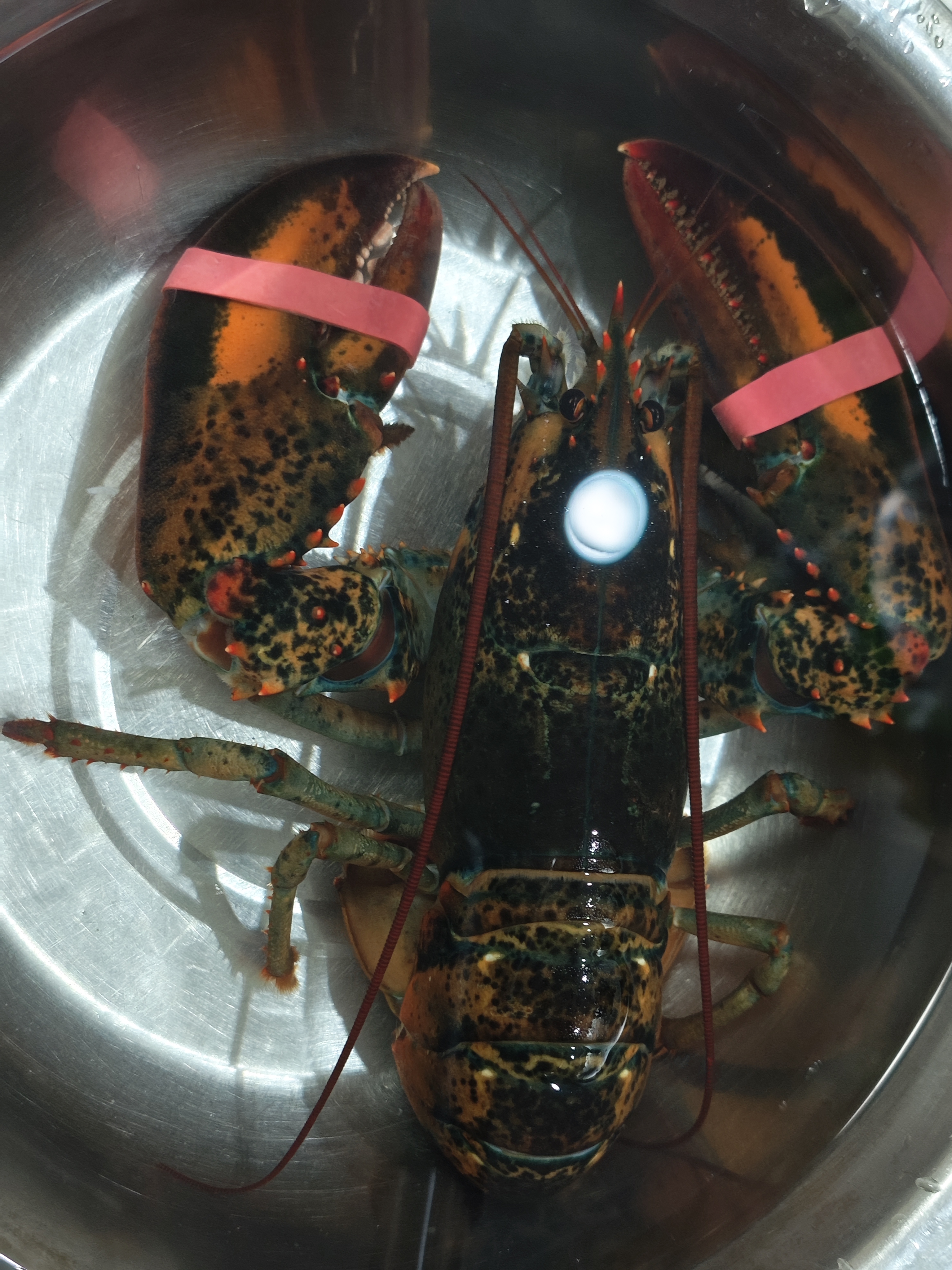 鲜活波士顿龙虾400-500g/只 实拍图