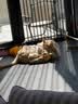 欢宠网猫玩具猫咪小黄鸭猫薄荷响纸鸭子磨牙自嗨解闷猫猫小猫幼猫宠物 实拍图