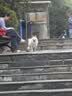 网易严选犬粮全价三拼鸭肉梨狗粮冻干 清火美毛去泪痕 泰迪比熊10kg囤货装 实拍图
