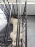 伯纳天纯专供款 中/大型犬全价幼犬宠物主粮羊肉蔓越莓味萨摩耶15kg/30斤 实拍图