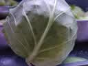 云南小包菜新鲜卷心菜农户自种蔬菜绿甘蓝鲜嫩可口单果250g起 绿甘蓝 净重5斤 实拍图