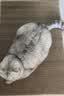 憨憨乐园防剑麻垫猫抓垫猫抓板不掉屑耐抓防猫爪猫垫子入户门地垫用品 实拍图