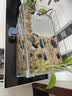 坤宁王金晶超白玻璃鱼缸40造景裸缸客厅桌面溪流缸一体缸水族箱40*23*25 实拍图