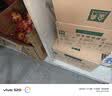蒙牛【新鲜日期】特仑苏纯牛奶250ml*16盒 3.6g蛋白 礼盒 实拍图