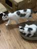多特思羊奶鸡肉猫零食罐头6罐成猫幼猫通用肠胃友好猫湿粮鸡丝撞奶 实拍图