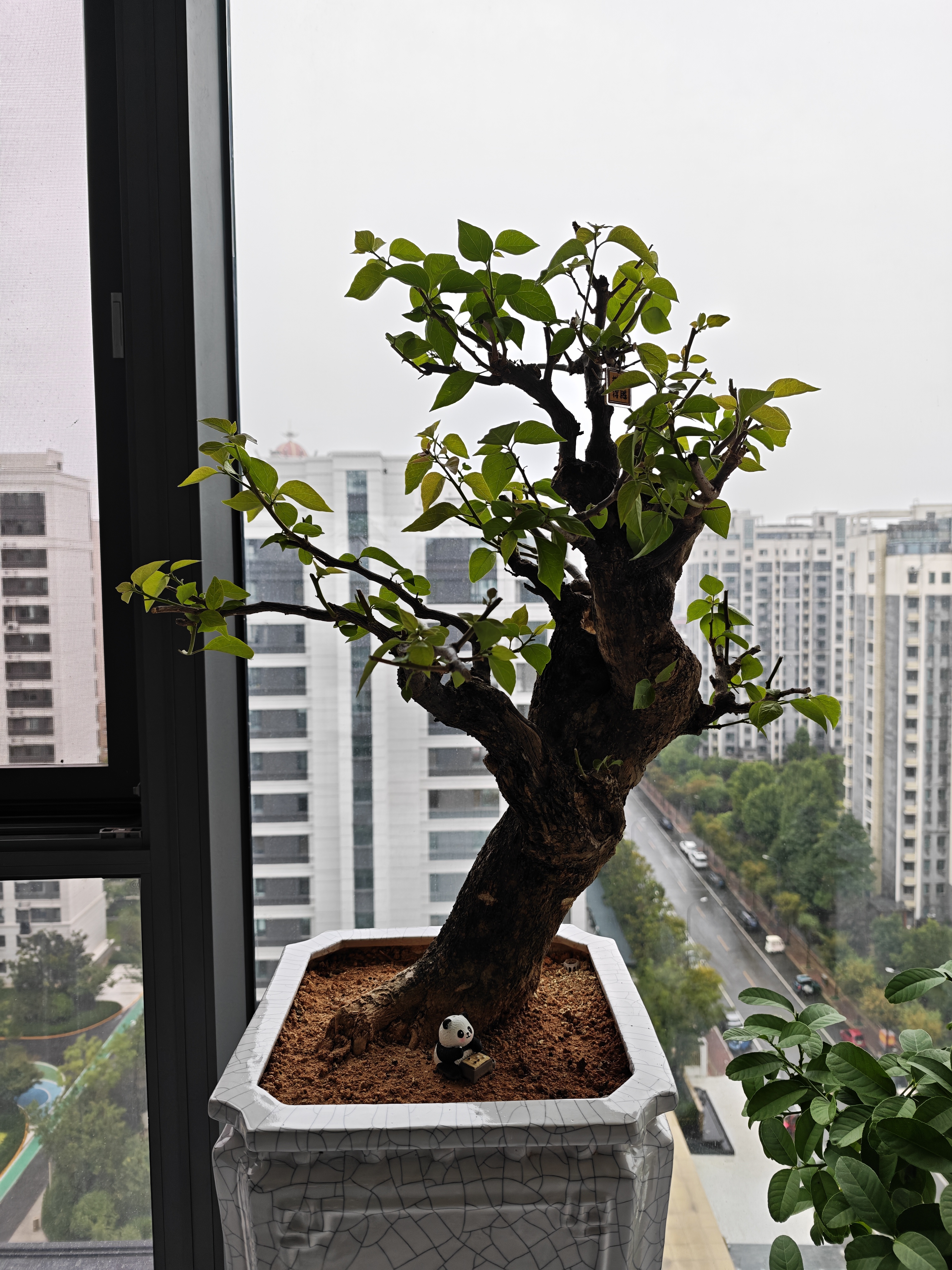 史丹利有机营养土10L+缓释肥450g套餐 园艺有机土种菜养花土壤种植土 实拍图