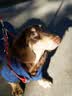 欢宠网宠物狗狗衣服猫咪猫小狗小猫泰迪比熊猫猫小型犬幼犬冬季保暖服饰 实拍图