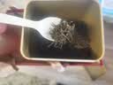 一杯香茶叶红茶武夷山金骏眉300g2026新茶礼盒装送礼自己喝散装古树茗茶 实拍图