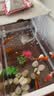 森森鱼缸增氧泵水族箱氧气泵LQE-50家用小型充氧泵3W单孔+全套配件 实拍图