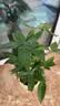 发财树盆栽大植物室内办公室桌面客厅小盆景招财树苗绿植花卉盆栽 三杆发财树 5-8cm【原盆】 【送肥料】 实拍图