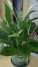 年宵花【热销款】白掌一帆风顺盆栽水培植物绿植过年装饰摆件年货 特级白掌10-12株带花【基地原盆原土】 实拍图