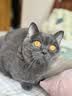 凯锐思成猫专用猫粮国产猫粮高蛋白成年牛肉味4斤 实拍图