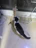欢宠网猫抓柱猫抓板猫爬架猫玩具猫咪立式剑麻自嗨解闷宠物猫猫小猫幼猫 实拍图