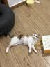 instinct天然百利猫粮进口无谷鸡肉幼猫粮专用4.5磅/2kg 实拍图