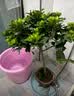 花翁独杆棒棒糖栀子花盆栽四季好养室内阳台花卉绿植老桩树苗源头直发 实拍图