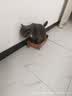 狮子医生豆腐猫砂吸臭低尘不沾底速团绿茶味猫砂可冲厕所2.4kg*6 实拍图